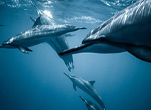 午夜测试版新增成就 解锁骑马伐木功能